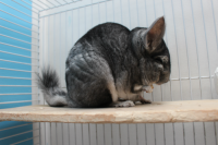 Rescued chinchillas in their homes [ 735.25 Kb ]