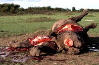 Ubijeni slon [ 43.28 Kb ]