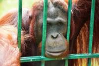 orangutan u zoološkom [ 290.97 Kb ]