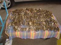 Killed birds on the border-crossing Gunja [ 54.94 Kb ]