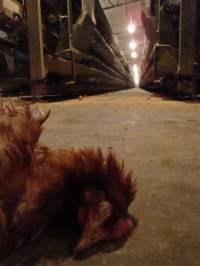 Starved hens of Poljoprerada 7 [ 57.61 Kb ]