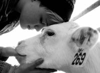 Calf 269 [ 73.60 Kb ]