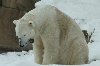 Polarni medvjed u zoološkom vrtu - Wanda Embar