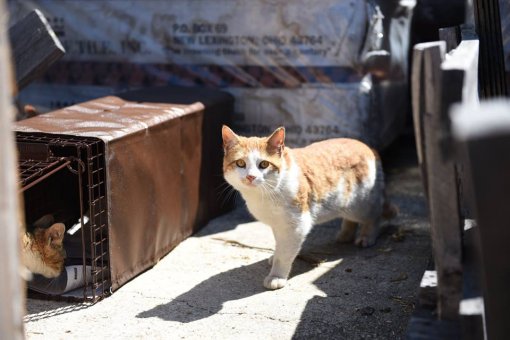 Ulična mačka, foto: Alley Cat Rescue Inc. [ 70.25 Kb ]