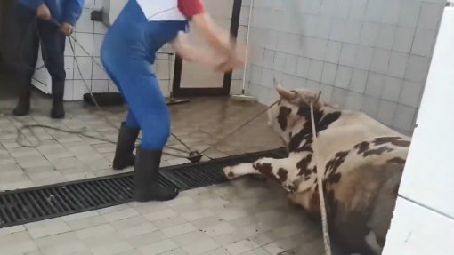 zatucena krava s viralnog snimka [ 89.79 Kb ]