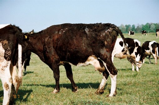 Krave na Bio Farmi  4 [ 173.29 Kb ]