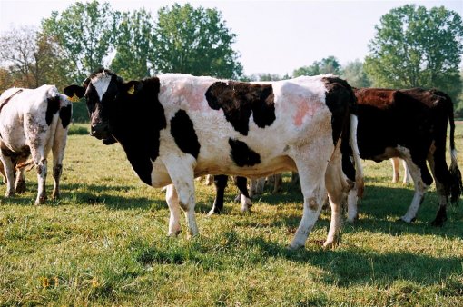 Krave na Bio Farmi 5 [ 207.25 Kb ]