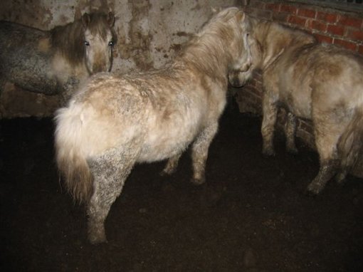 Životinje na imanju konjičkog kluba Equus Cabalus 1
