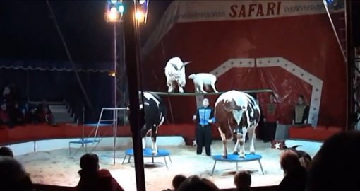 Cirkus Safari 3 [ 46.10 Kb ]