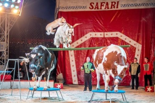 Cirkus Safari 4