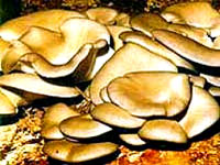 Bukova�a [ 24.15 Kb ]