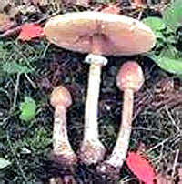 Sun�anica [ 31.01 Kb ]