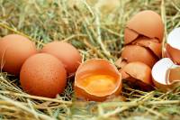 eggs, salmonela [ 499.92 Kb ]