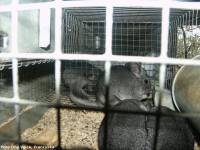 Chinchilla in fur industry - photo: One Voice [ 735.73 Kb ]