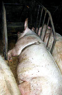 Farma svinja 3 [ 62.74 Kb ]