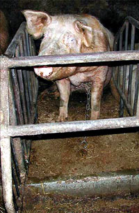 Farma svinja 4 [ 81.55 Kb ]