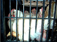 Chicken farm 4 [ 47.27 Kb ]