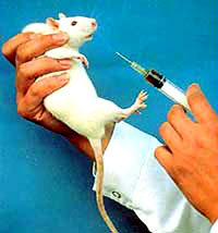 Vivisection 10 (white mouse) [ 24.47 Kb ]