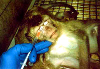 Vivisection 14 (monkey) [ 40.82 Kb ]