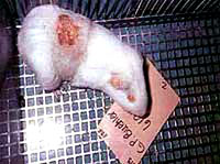 Vivisection 20 (white mouse) [ 25.55 Kb ]