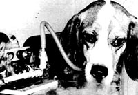 Vivisection 25 (dog) [ 18.72 Kb ]