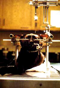 Vivisection 29 (cat) [ 31.41 Kb ]