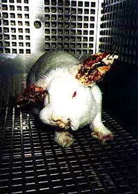 Vivisection 30 (rabbit) [ 40.95 Kb ]