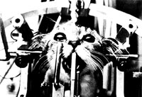 Vivisection 33 (cat) [ 28.04 Kb ]