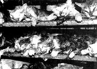 Vivisection 34 (cats) [ 22.61 Kb ]