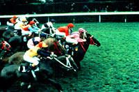 Konjska utrka 2 [ 329.60 Kb ]