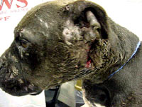 Borbe pasa 2 [ 30.61 Kb ]