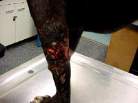 Borbe pasa 3 [ 42.87 Kb ]