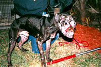 Borbe pasa 4 [ 59.20 Kb ]