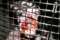 Borbe pasa 5 [ 48.05 Kb ]