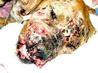 Borbe pasa 6 [ 23.67 Kb ]