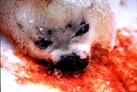 dead seal [ 36.81 Kb ]