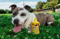 �arli [ 675.41 Kb ]