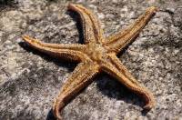 Morska zvijezda [ 1.01 Mb ]