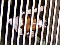 Undercover Beagle photo 3 [ 26.44 Kb ]