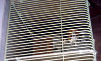 Undercover Beagle photo 4 [ 60.45 Kb ]