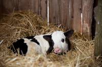 Borna_foto Jelena Rasic 9 [ 196.17 Kb ]