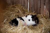 Borna_foto Jelena Rasic 10 [ 185.92 Kb ]