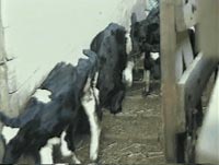 Animal transport - a veal calf stumbles and falls [ 1.12 Mb ]