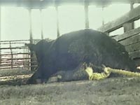 Animal transport - a downed cow [ 3.63 Mb ]