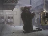 Life in a laboratory - a monkey screams [ 32.00 Kb ]