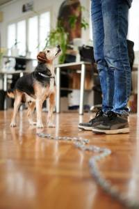 foto: Ante Gudelj [ 60.83 Kb ]