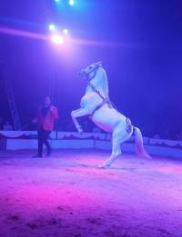 Cirkus Candy u Zapre�i�u - konj - listopad 2023. [ 252.46 Kb ]