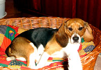 Beagle kod kuće 37 [ 94.69 Kb ]