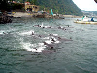dolphin hunt 3 [ 138.25 Kb ]