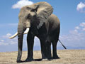 Slon - život životinja